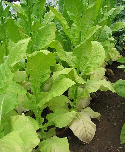 1000 Helena Tobacco Seeds ~ Smooth Mild Nicotiana Tabacum ~ Good Yields! ~ Early