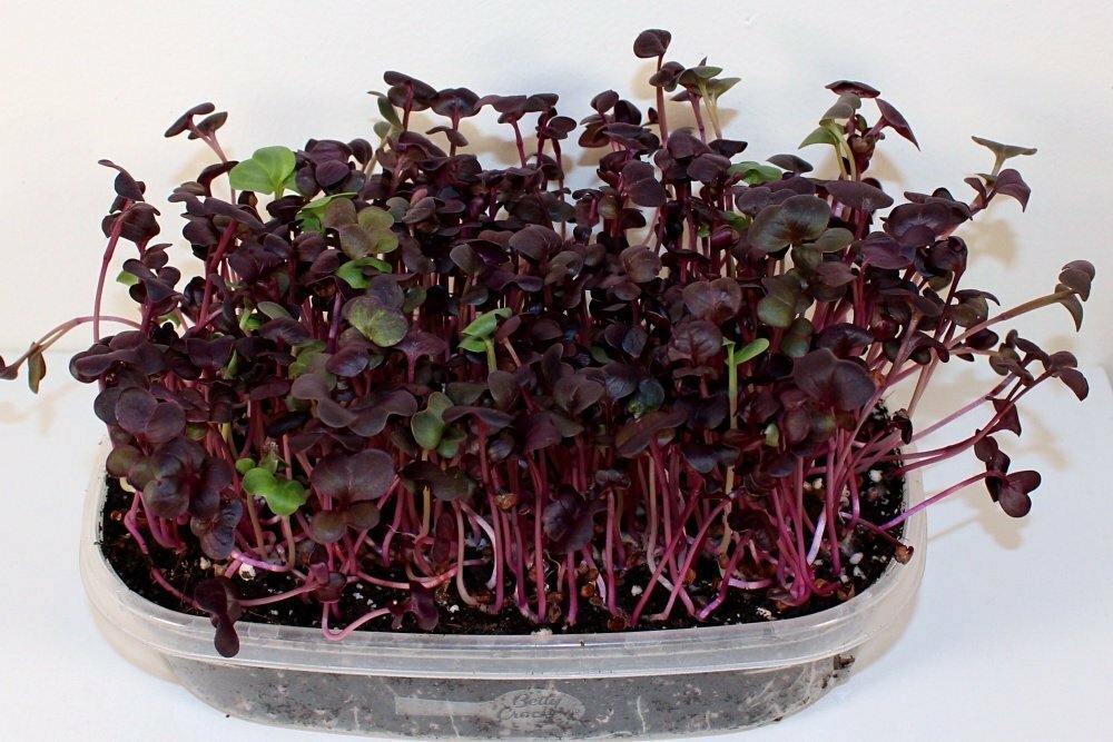 Rambo Radish 2 Ounce Microgreen Sprouting Seeds