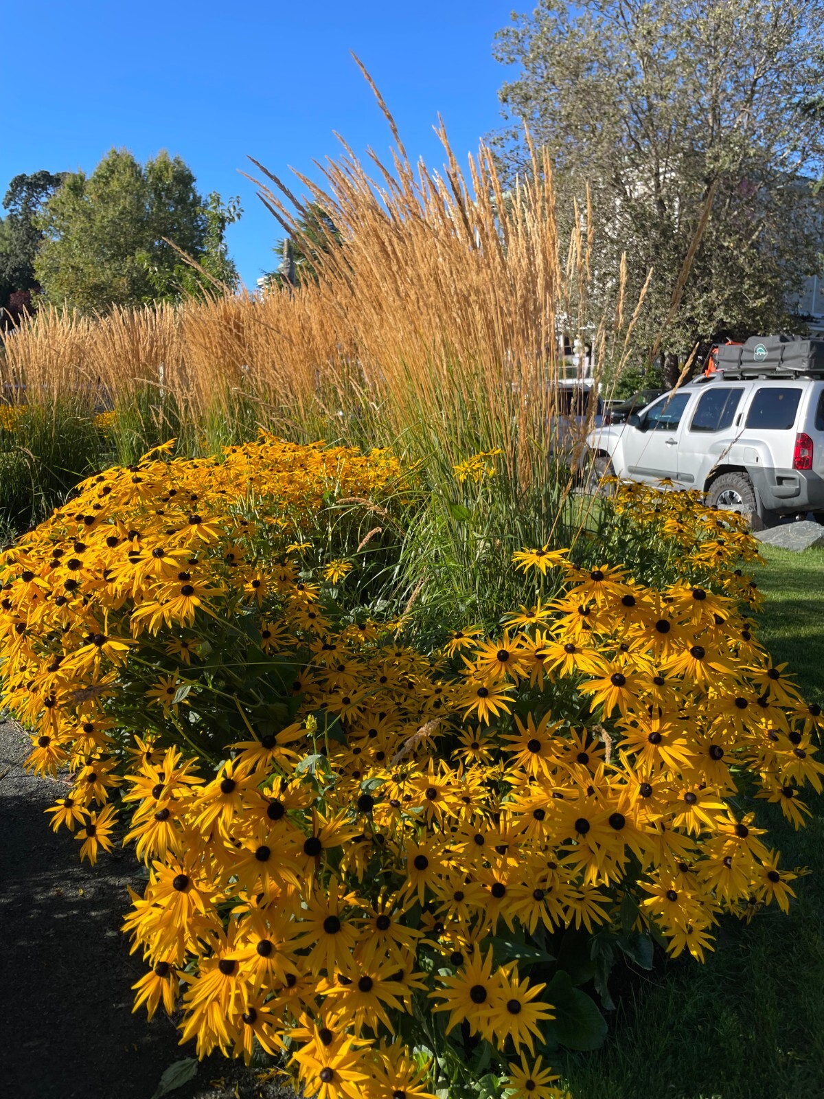 Calamagrostis x acutiflora | Feather Reed Grass | 20 Seeds