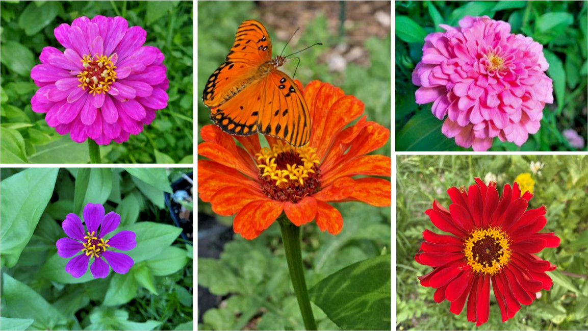 Multi Color Zinnia Seeds 100+ Count | Single Semi Double Dahlia Petal Mix