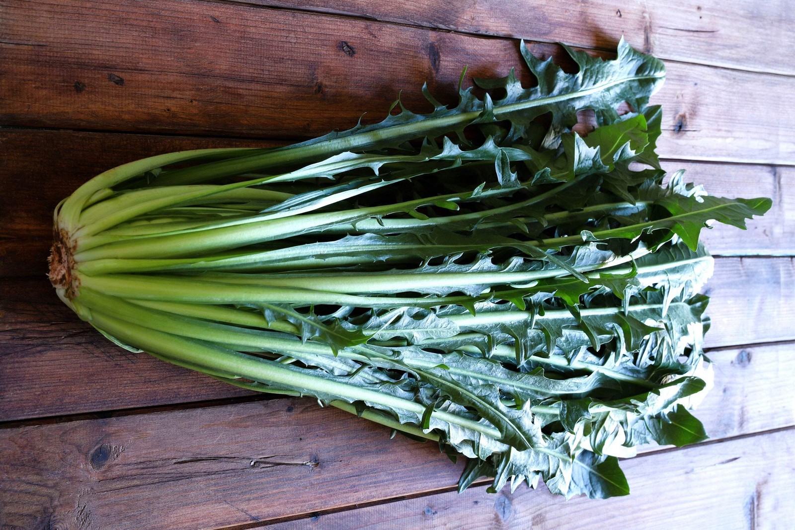 800 EMERALD CATALOGNA ENDIVE Italian Chicory Cichorium Endivia Seeds *Flat S/H