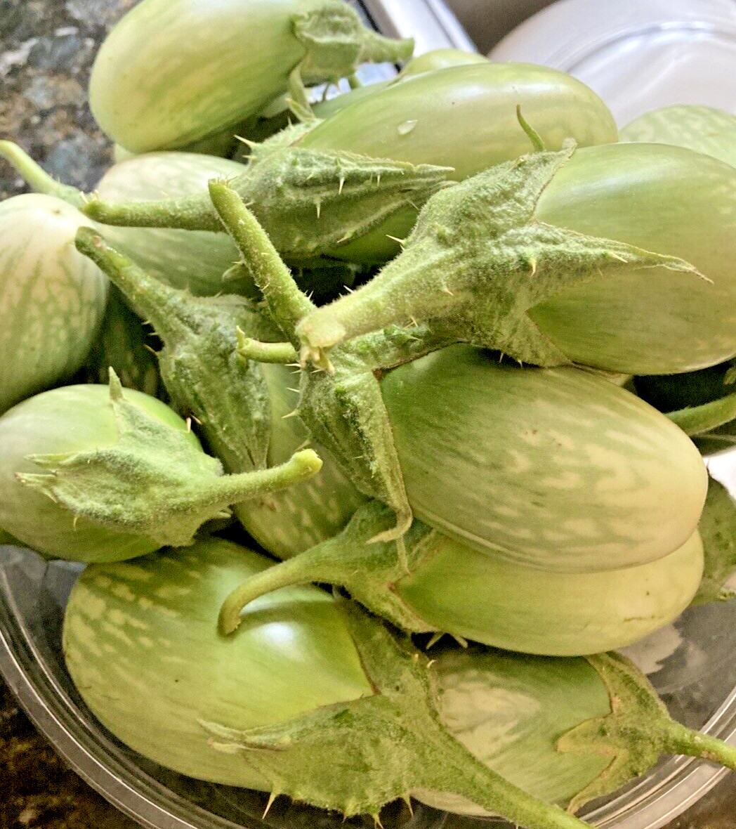 60 Indian Green Eggplant Fresh Organic Seeds ~Organic Eggplant Seeds for 2026.