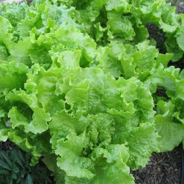 Black Seeded Simpson Lettuce Seeds | 500 Seeds | Non-GMO | Free Shipping | 1106