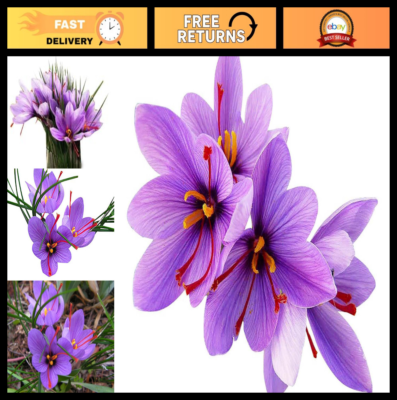 50 Saffron Crocus Corms Bulbs – Large 9cm Planting Size – Grow Your Own Spice!