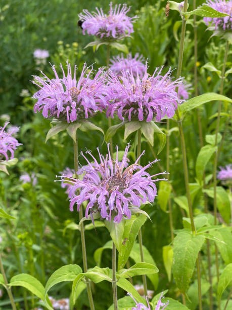 500 WILD BERGAMOT SEEDS | SALE FREE SHIPPING NON GMO HEIRLOOM