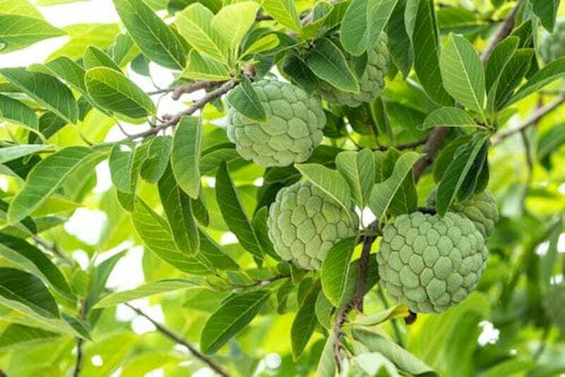 10 Organic Sugar Apple Seeds Annona Squamosa Tropical Fruit Plant , in Florida
