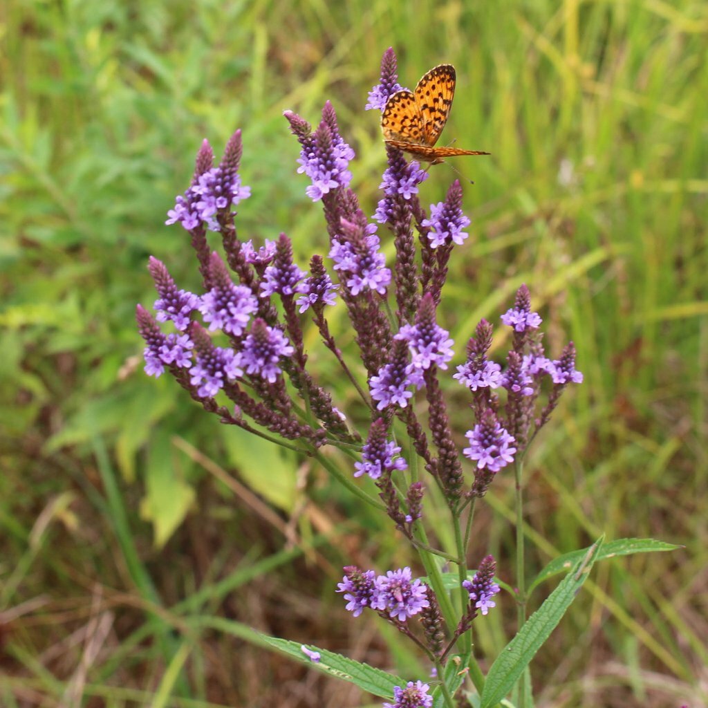 201+BLUE VERVAIN Seeds Native Wildflower Herb Tea Perennial Drought Garden Easy