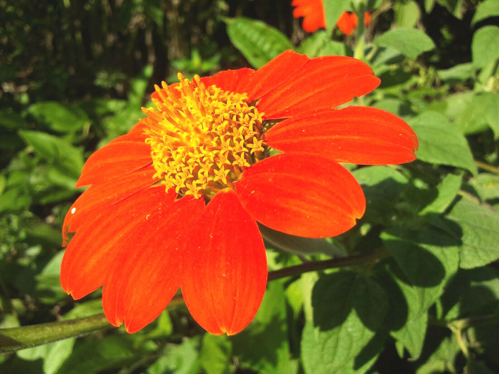 65+ Mexican Torch Orange Sunflower Seeds by my, Brooklyn Botanical Garden’sClub!