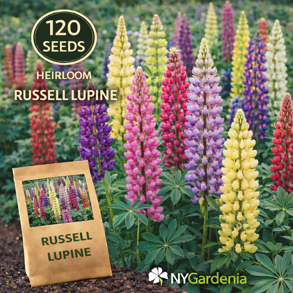120 Russell Lupine Seeds Heirloom Flower Tall Spikes Garden Easy Grow