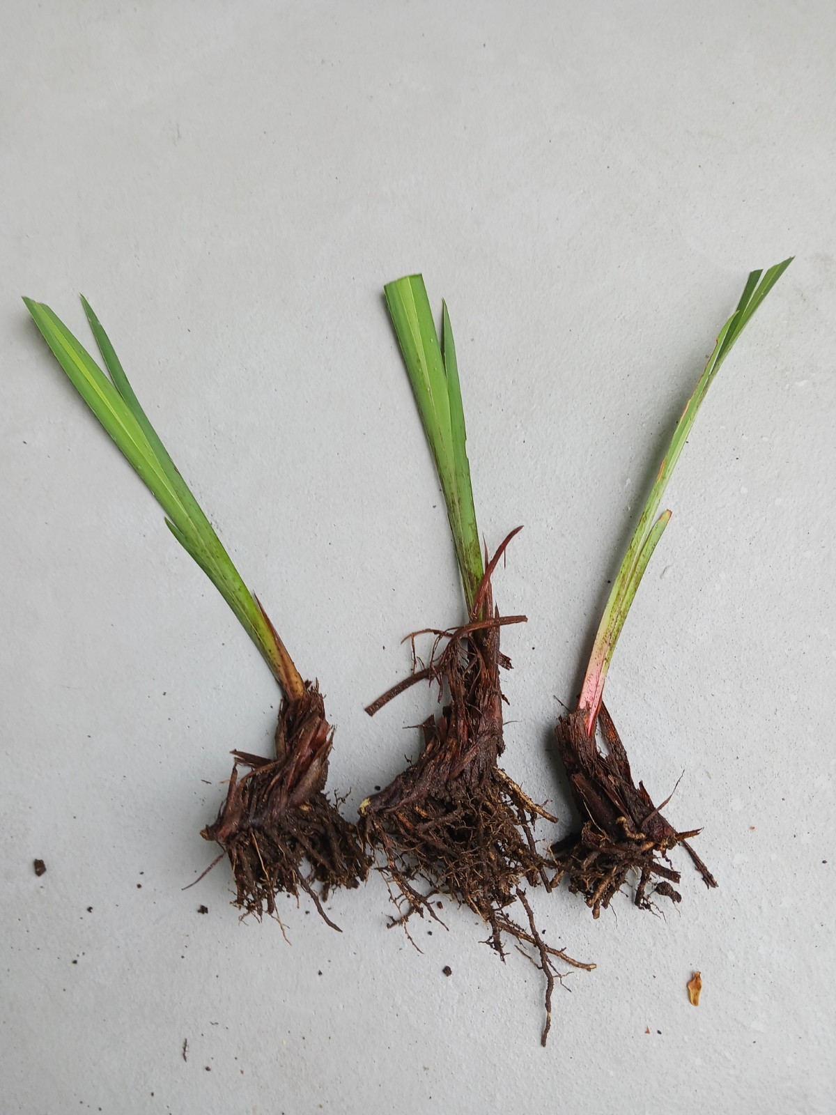 6 Plants Iris Ensata “Coho” Japanese Iris –Ornamental Plants– Deer Proof