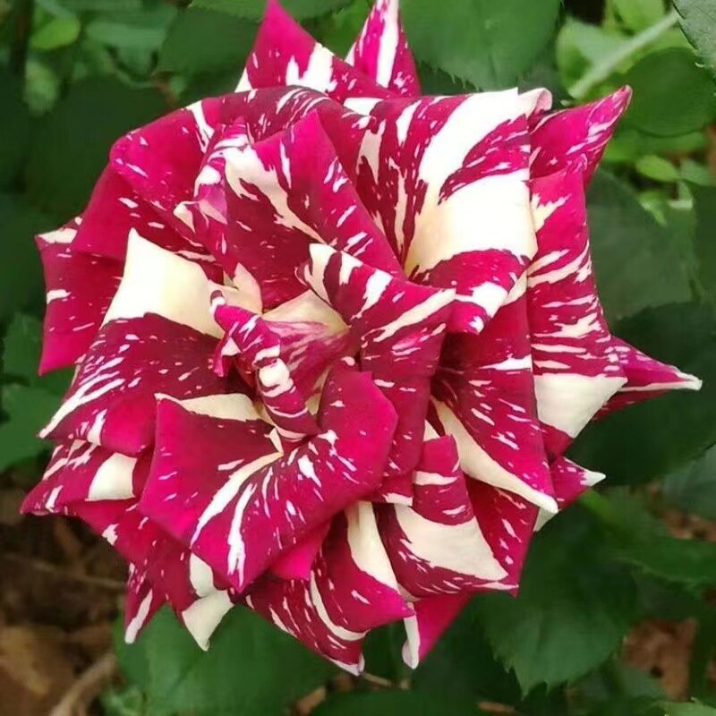 25 PACK STRIPED hybrid ROSE SEEDS for germination garden flower bed plant bush