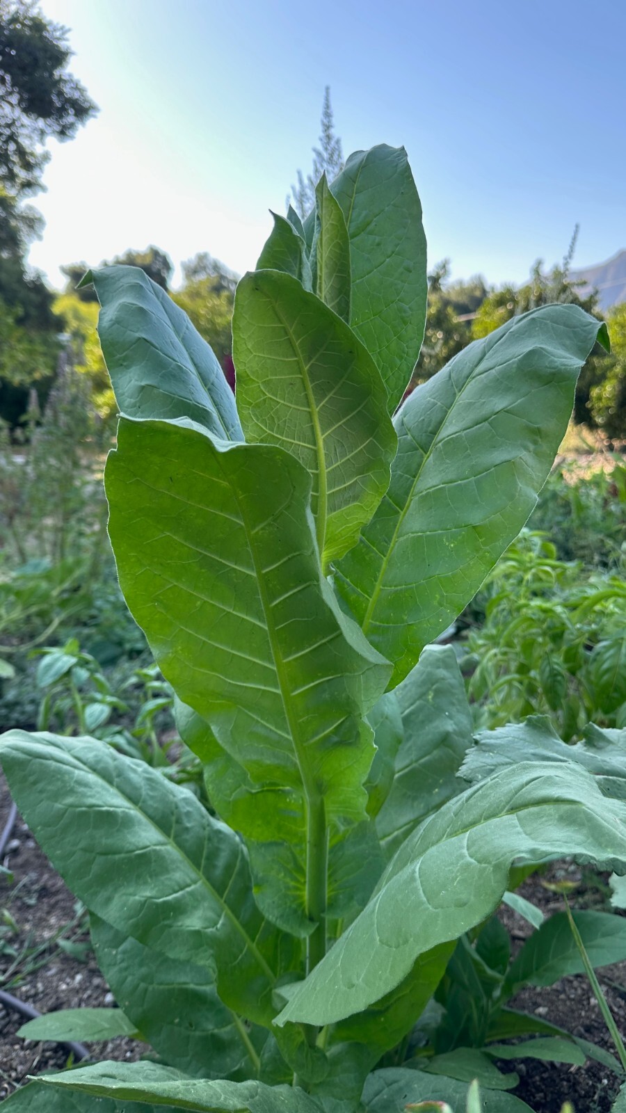 Shirazi Tobacco Seeds: Persian Heirloom USDA Certified Organic USA Grown Non-GMO