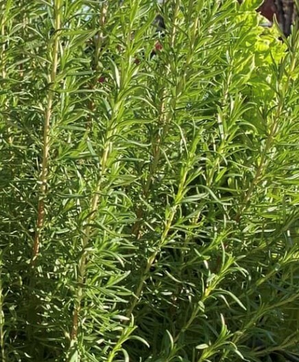 Rosemary Seeds | Herb | Organic