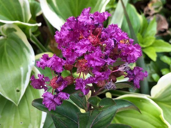 Lagerstroemia indica Catawba | Crape Myrtle | 20 Seeds