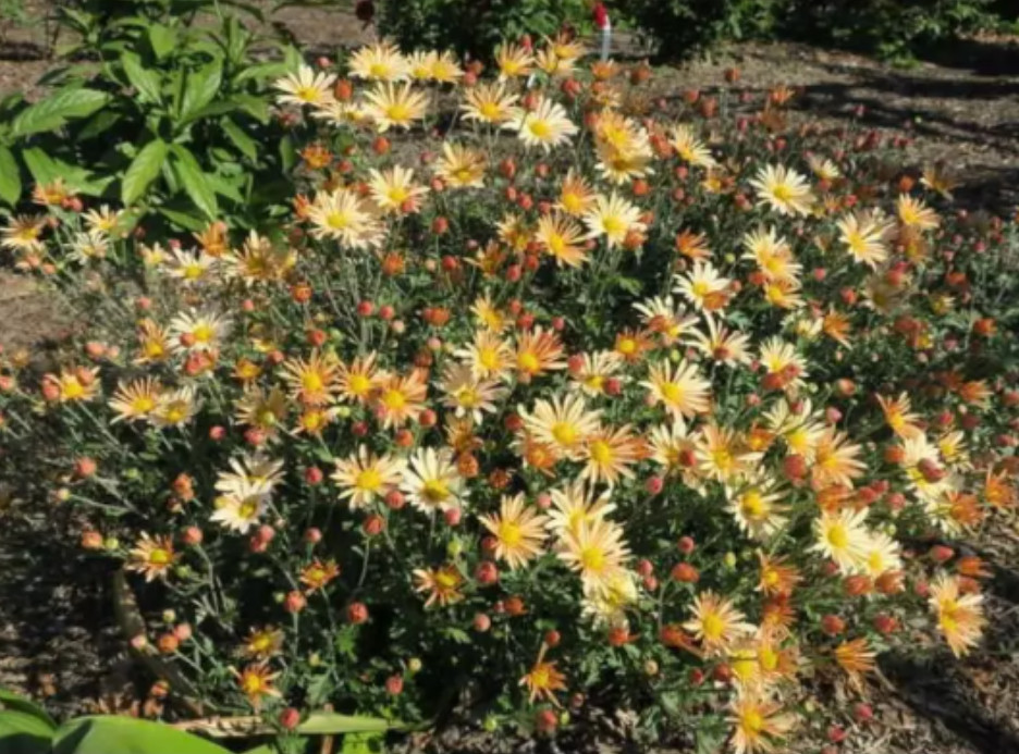 Brandywine Sunset Daisy Mum Plant – 3-5″ Tall – Colored Flowers – Zones 5–9