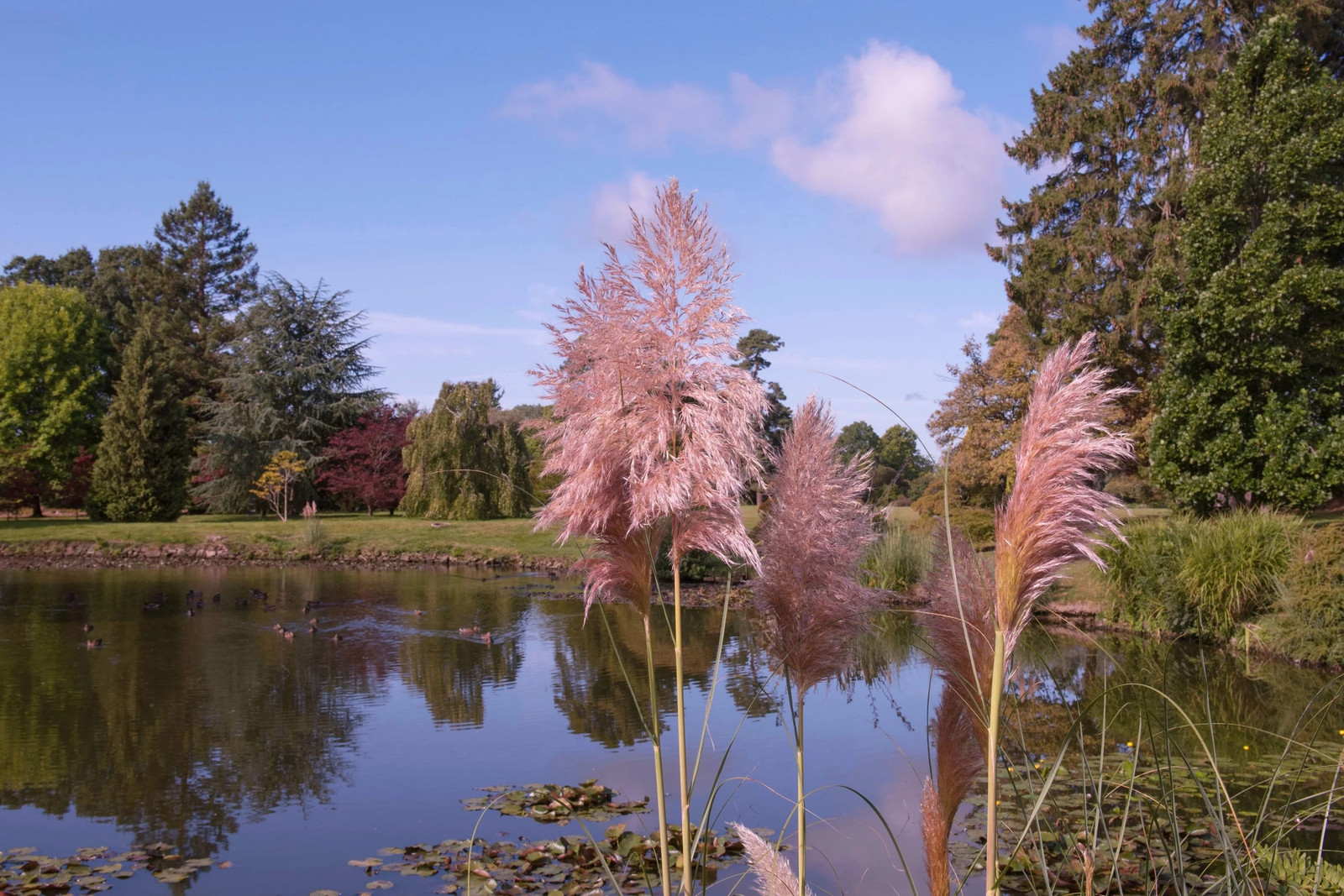 200 Ornamental PINK PAMPAS GRASS Cortaderia Selloana Rosea Seeds