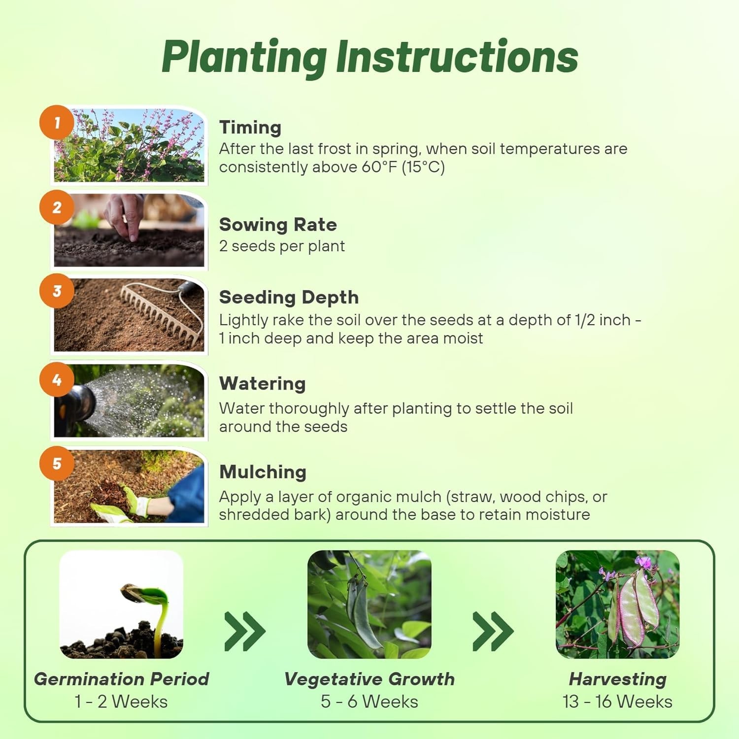 Vibrant Green Lablab Vine Seeds – Fast-Growing, 100 Pcs for Culinary Gardens