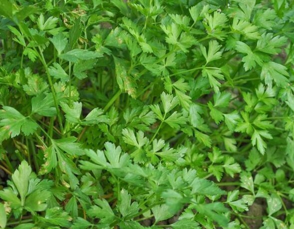Dark Green Italian Parsley Seeds 1000+ Flat Leaf Herb NON-GMO USA FREE SHIPPING