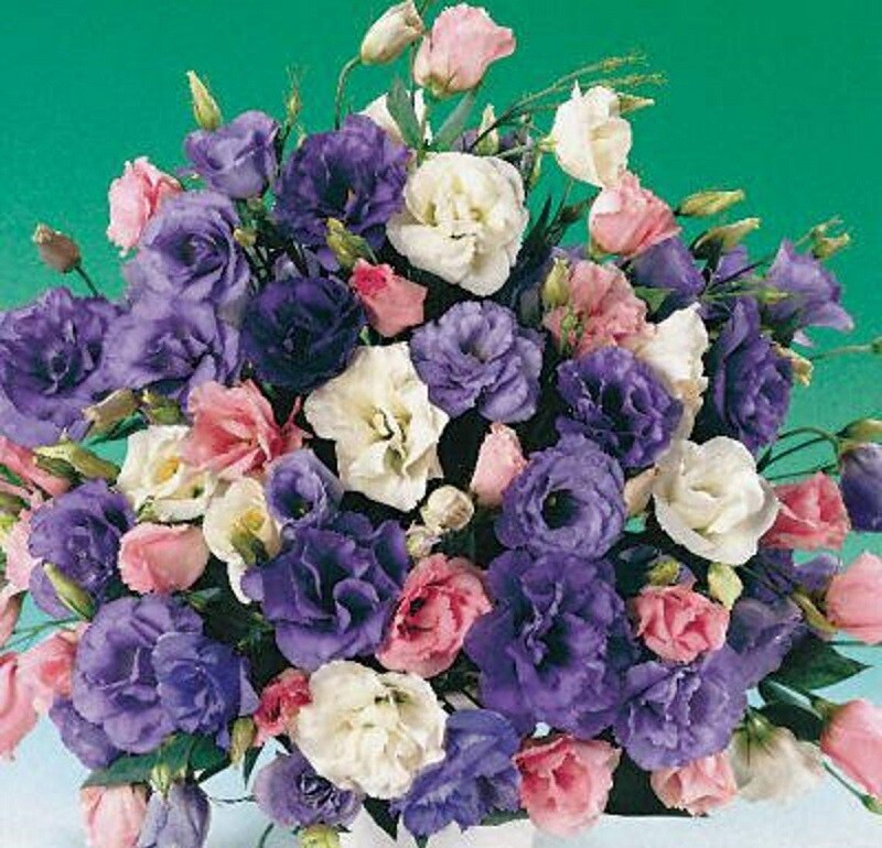 MPB#4 Lisianthus Seeds Echo Mix 50 Pelleted Seeds Flower Seeds