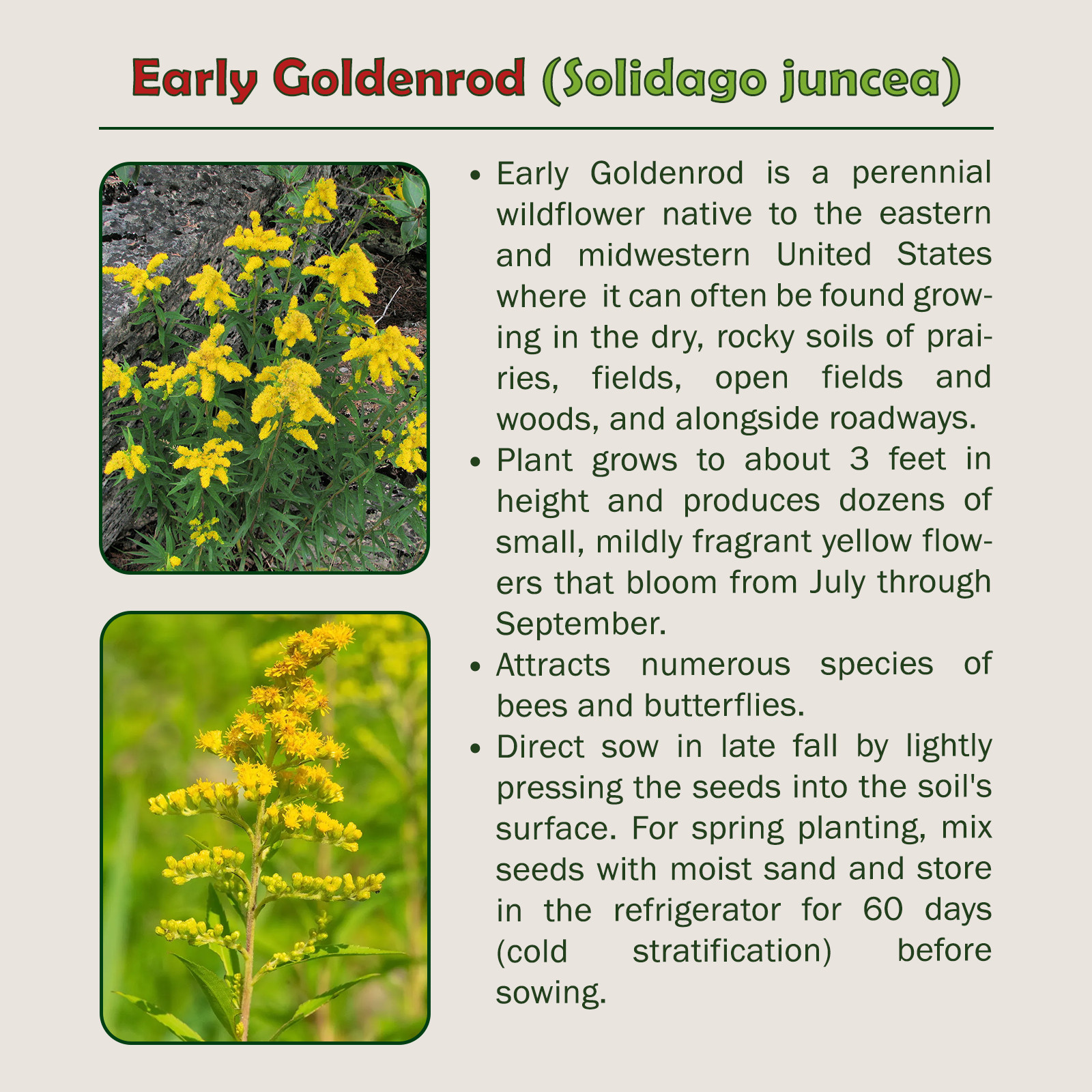 200 Early Goldenrod Seeds, Solidago juncea, Native Wildflower & Bee Attractor