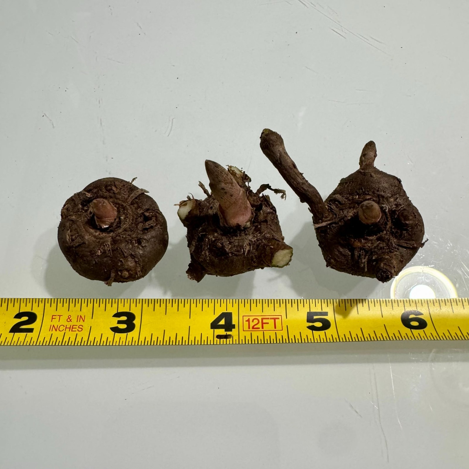 Amorphophallus x konbus ‘Green’ Voodoo Lily Corpse Flower Arum Bulbs Tubers Corm