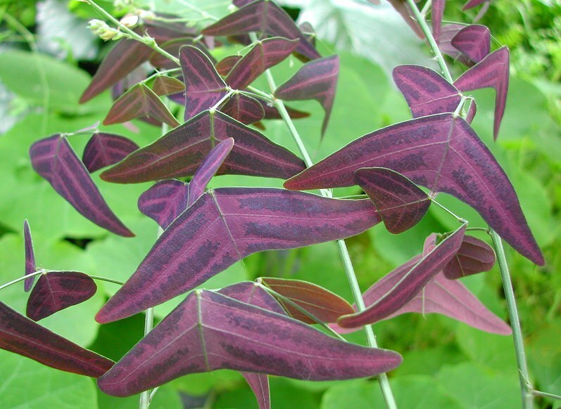 Red Wing Butterfly Plant Christia Vespertilionis FRESH USA organic seeds