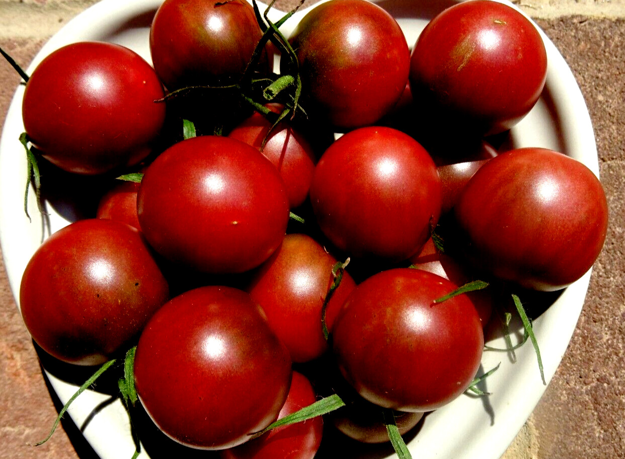 Chocolate Cherry Tomato 50 Seeds Non-GMO Organic Grown 2024 Delicious heirloom