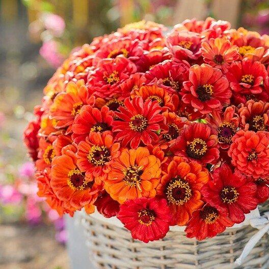 Zinnia ORIOLE Double Orange Songbirds Butterflies Hummingbirds Non-GMO 100 SEEDS