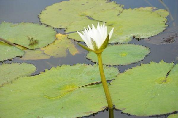 Nymphaea ampla | Dotleaf Waterlily | White Lotus | White Water Lily | 10 Seeds