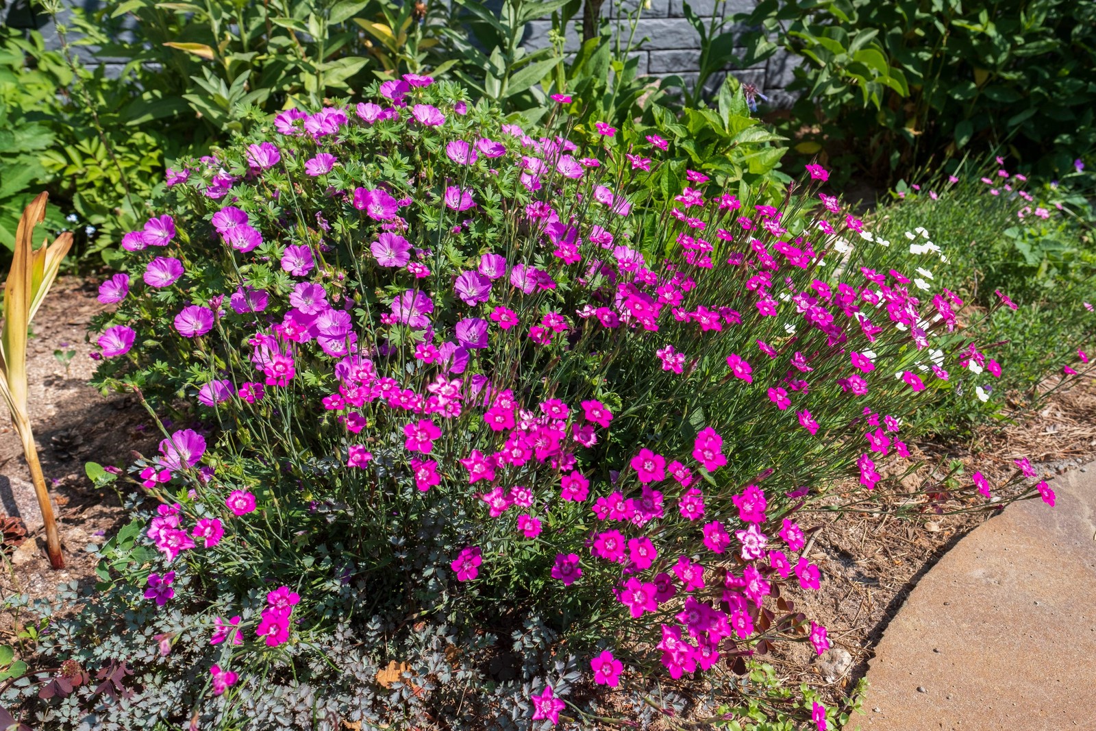 550 MAIDEN PINKS Dianthus Deltoides Flower Seeds