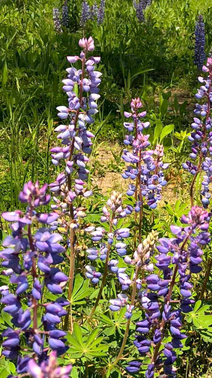 Blue Bonnet Perennial Lupine Seeds | Sundial Lupin Bluebonnet Flower Seed 2025
