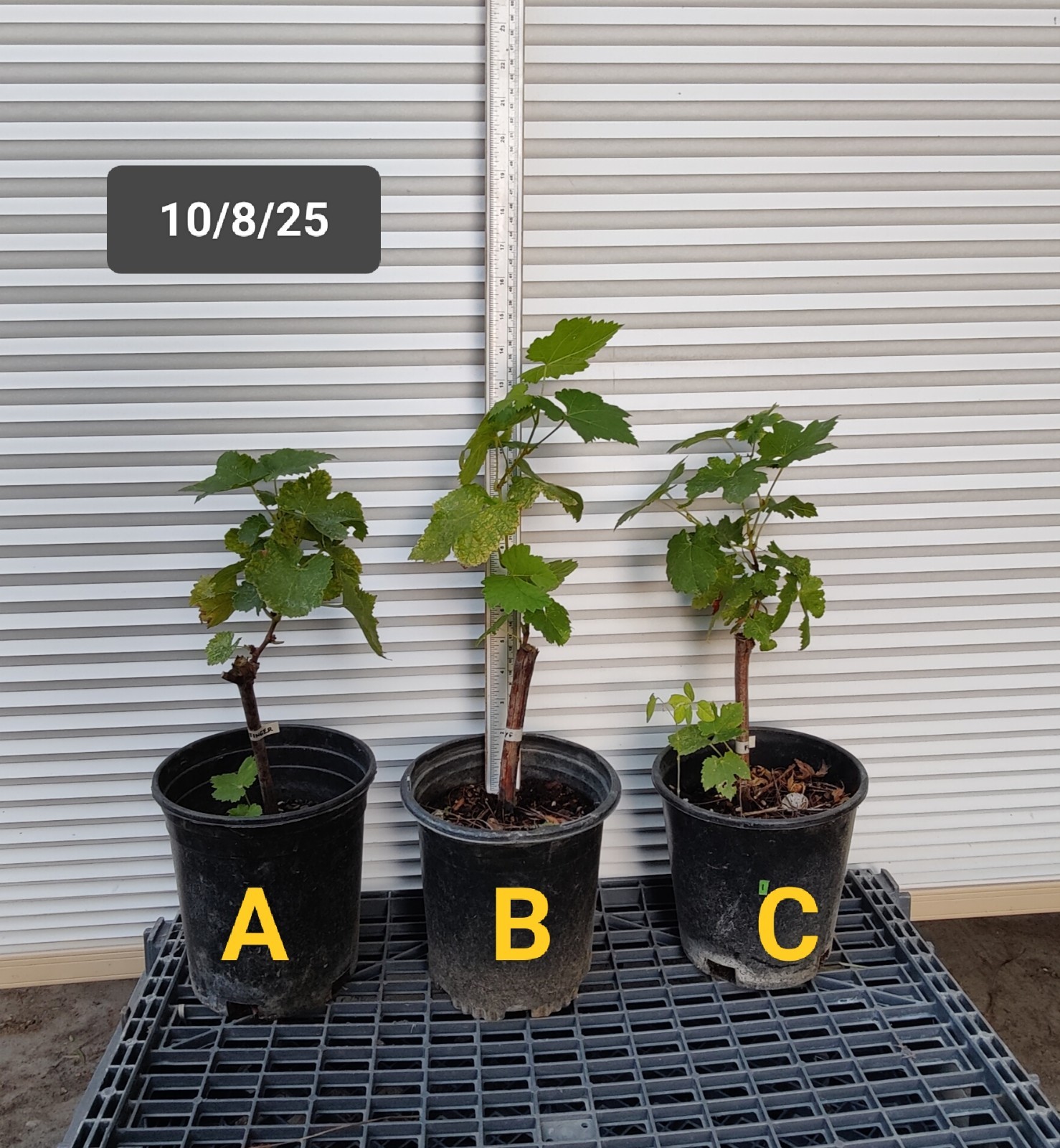 1 (One) of Live Plant of “WHITE/GREEN FINGER” GRAPE rooted about 8-12″ tall