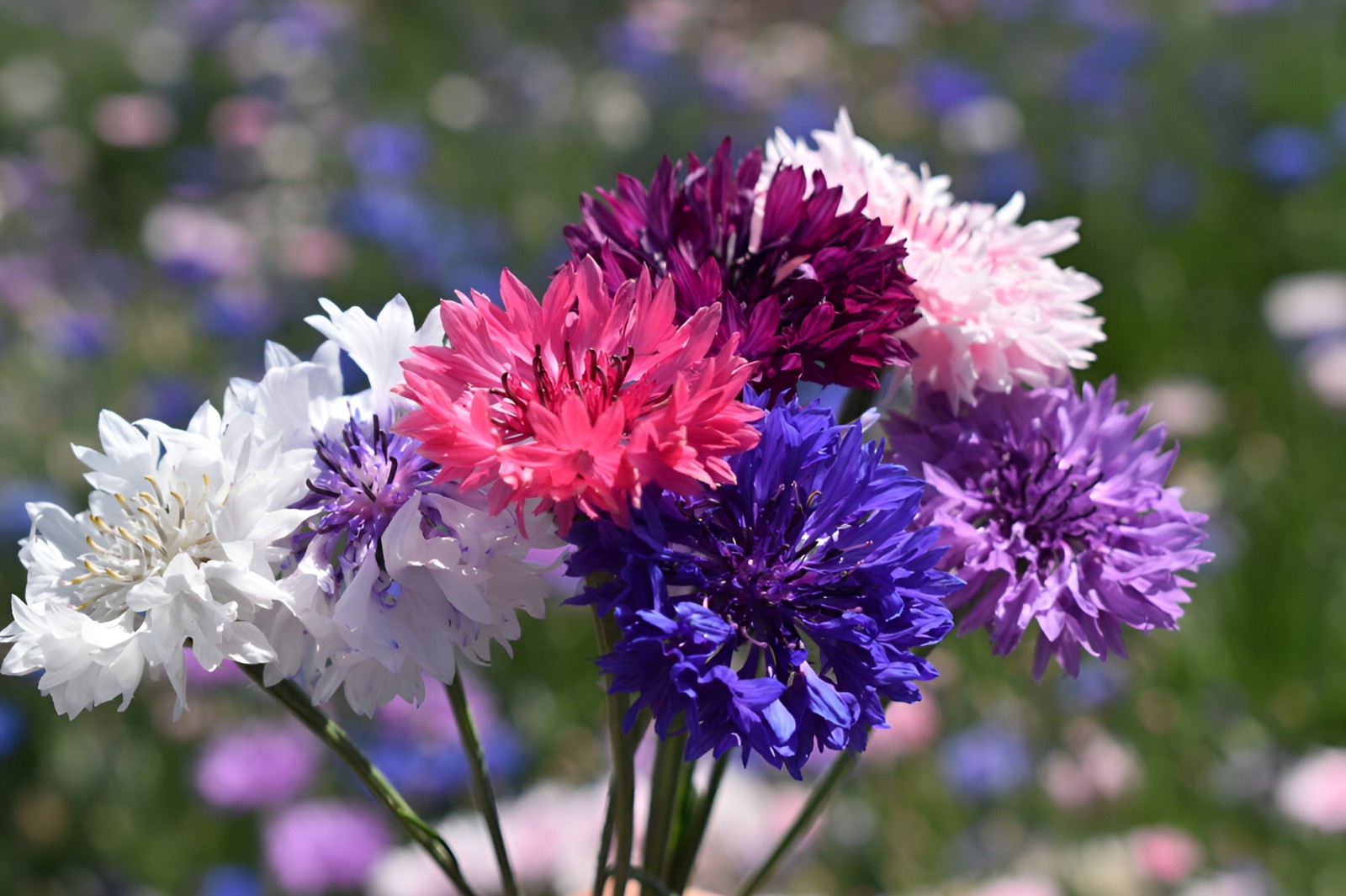 625 Bachelor Button “Polka Dot Mix” Seeds – Colorful Annual WIldflower Mix