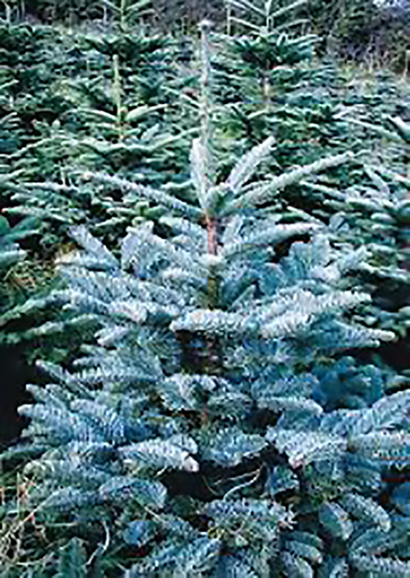 Blue Noble Fir, Abies procera glauca, (Abies nobilis), Tree Seeds (Evergreen)