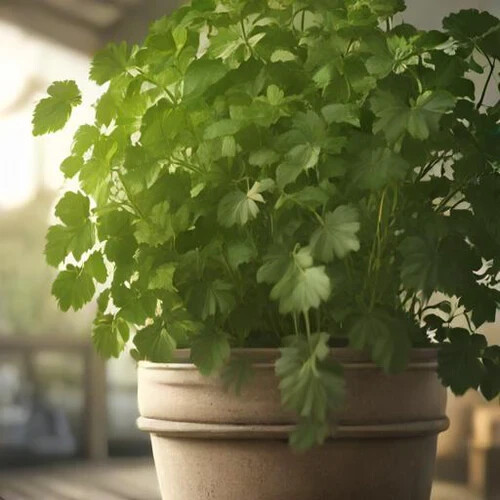 Leisure Splits Cilantro 50 Seeds Heirloom Non-GMO