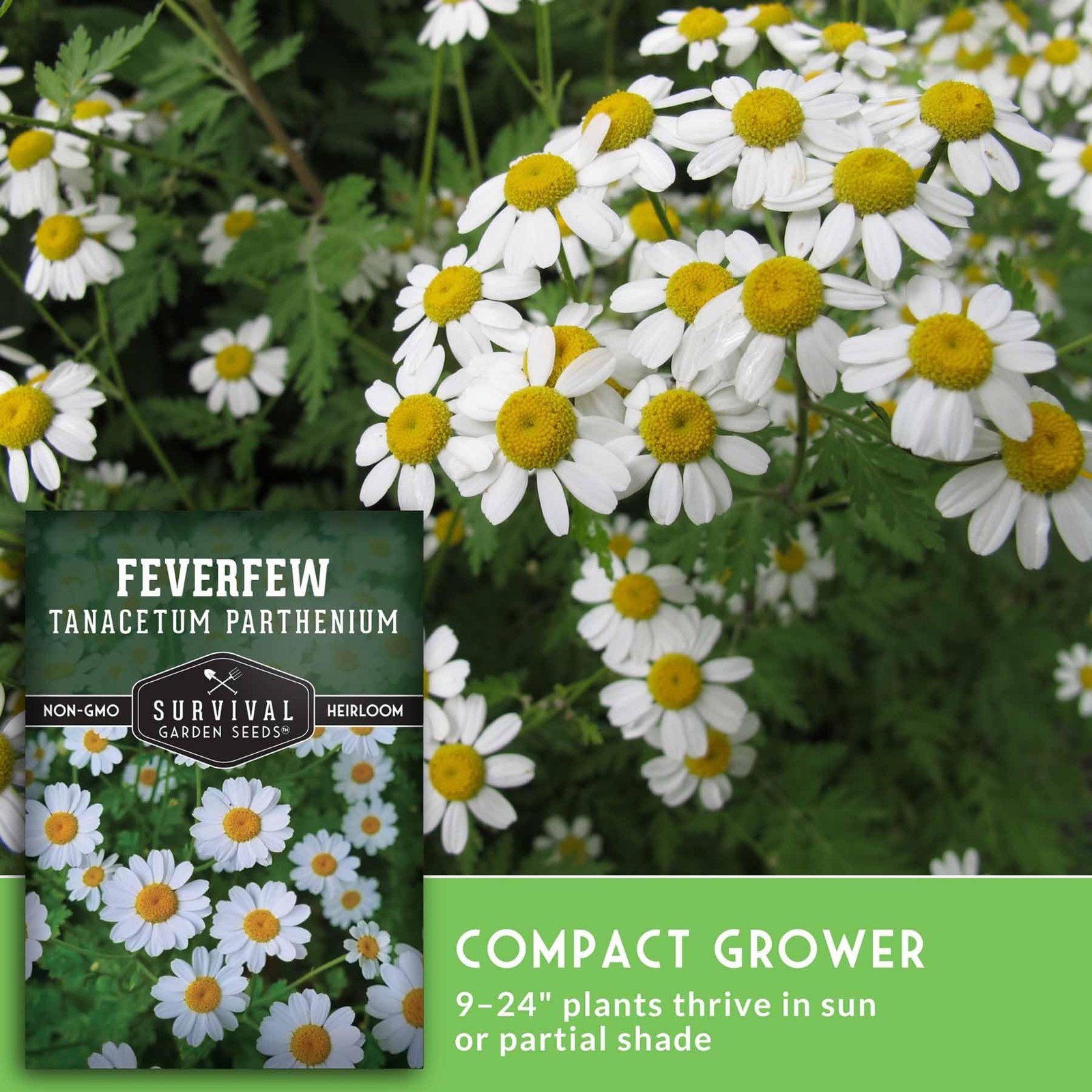 Feverfew Seeds for Planting – Perennial Daisy-Like Flower Herb, Pollinator Fr…