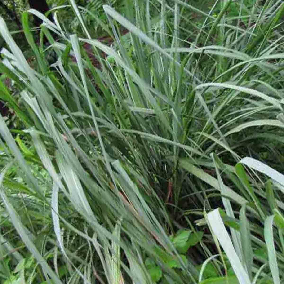 LEMONGRASS 400+ SEEDS LEMON GRASS MOSQUITO INSECT REPELLENT FRESH NON-GMO USA