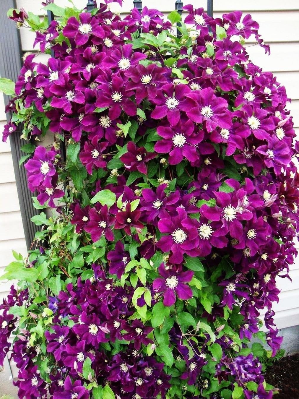 20 Mixed Heirloom Clematis Seeds – Low Maintenance Perennial Flower Beauties