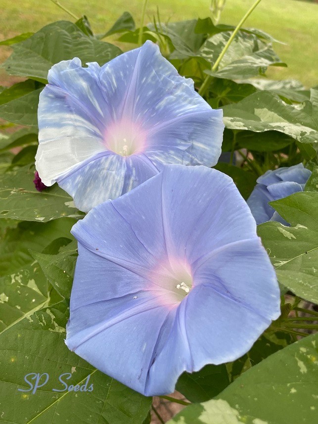 Aoi Hikari – Japanese Morning Glory – ipomoea NIL – 6 seeds – Blue Light