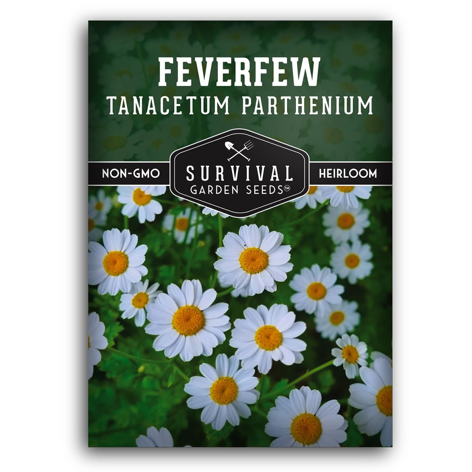 Feverfew Seeds for Planting – Perennial Daisy-Like Flower Herb, Pollinator Fr…