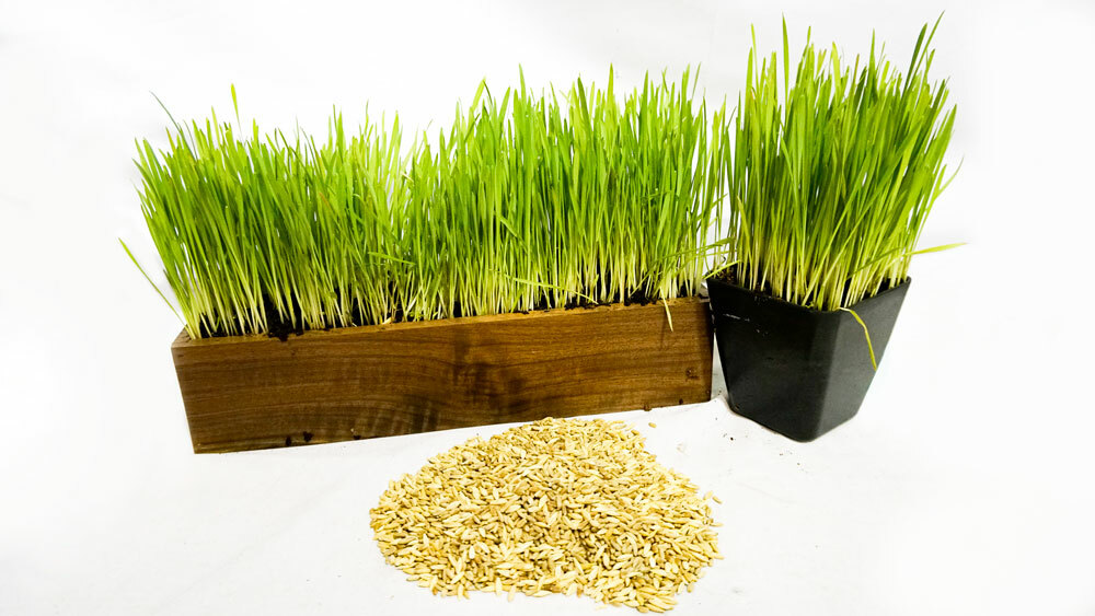 Thunder Acres Cat Grass Blend – Wheat, Barley, Oats, and Rye Seed Mix – Non-GMO