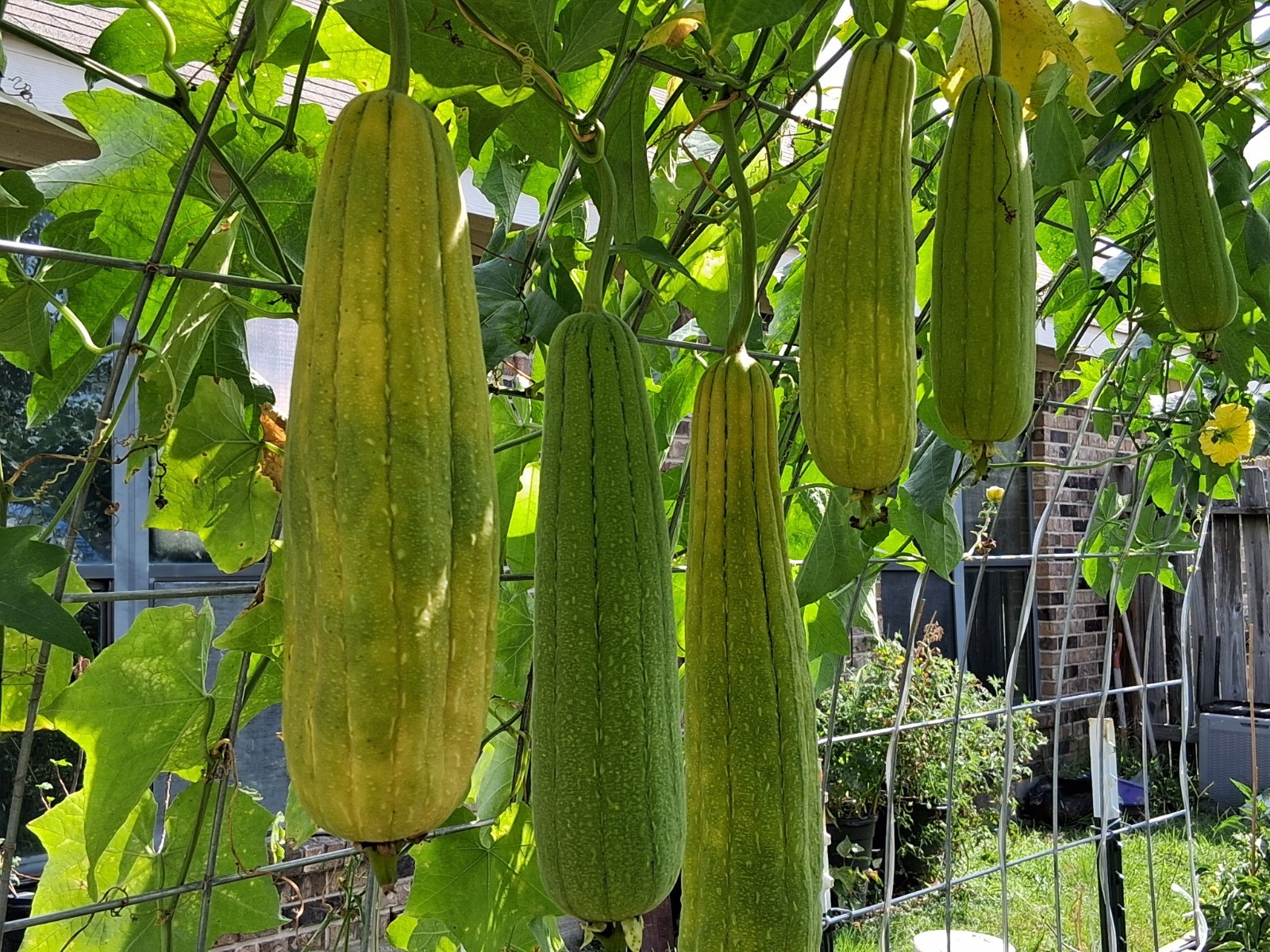 Luffah Seeds 30 Count