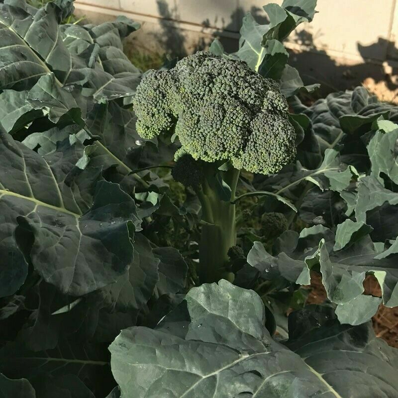 1oz Certified Organic Broccoli Seeds “De Cicco” Italian Approx 9000 Seeds