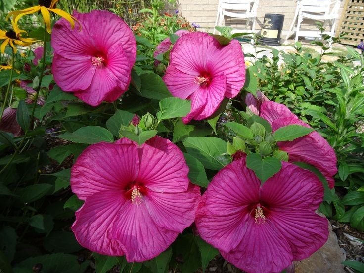 Luna Rose HARDY HIBISCUS 30 Seeds (Perennial Seeds) pre stratified