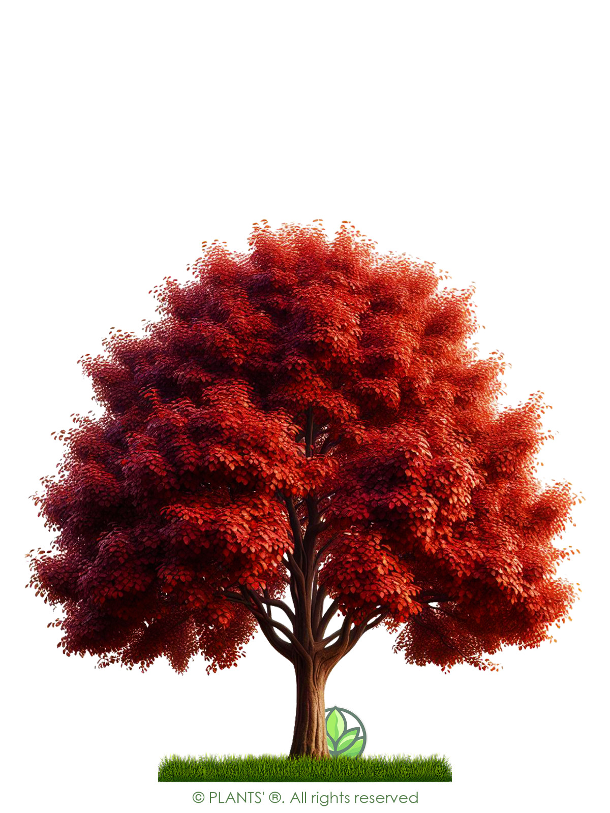 The Pear Tree | Premium Seeds | Pyrus communis ‘Fall’ | Plants’®