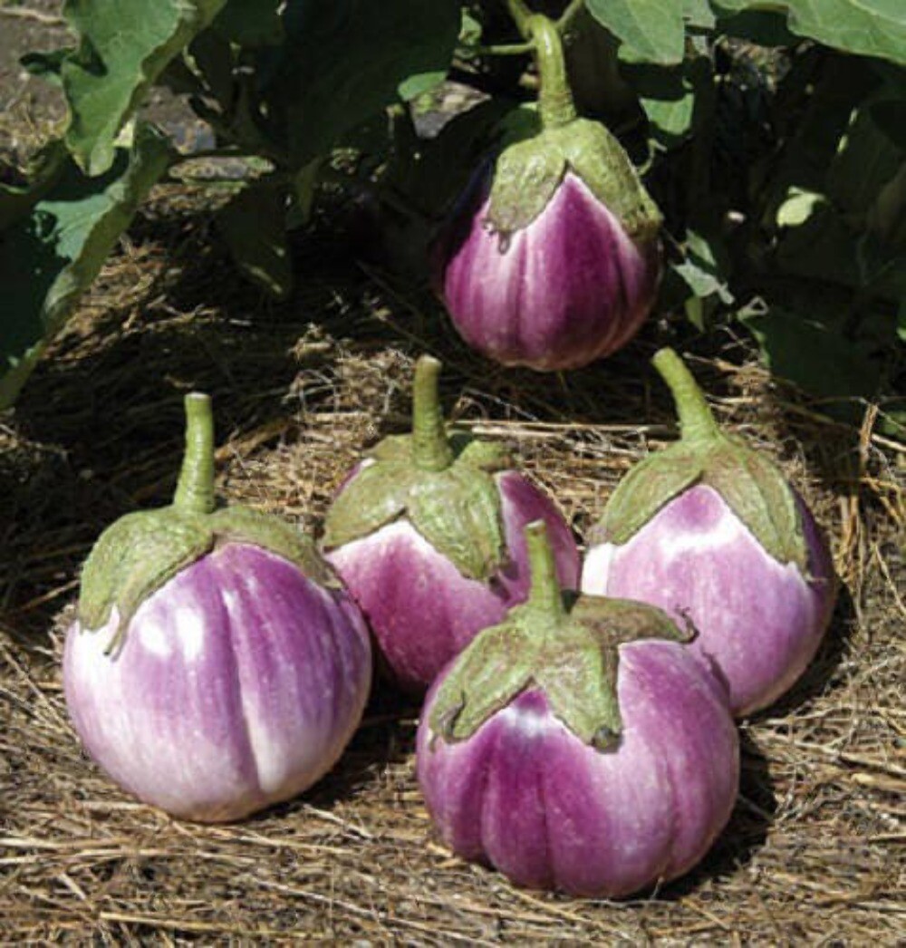50 Organic Italian EGGPLANT ROSA BIANCA Solanum Melongena Vegetable Seeds