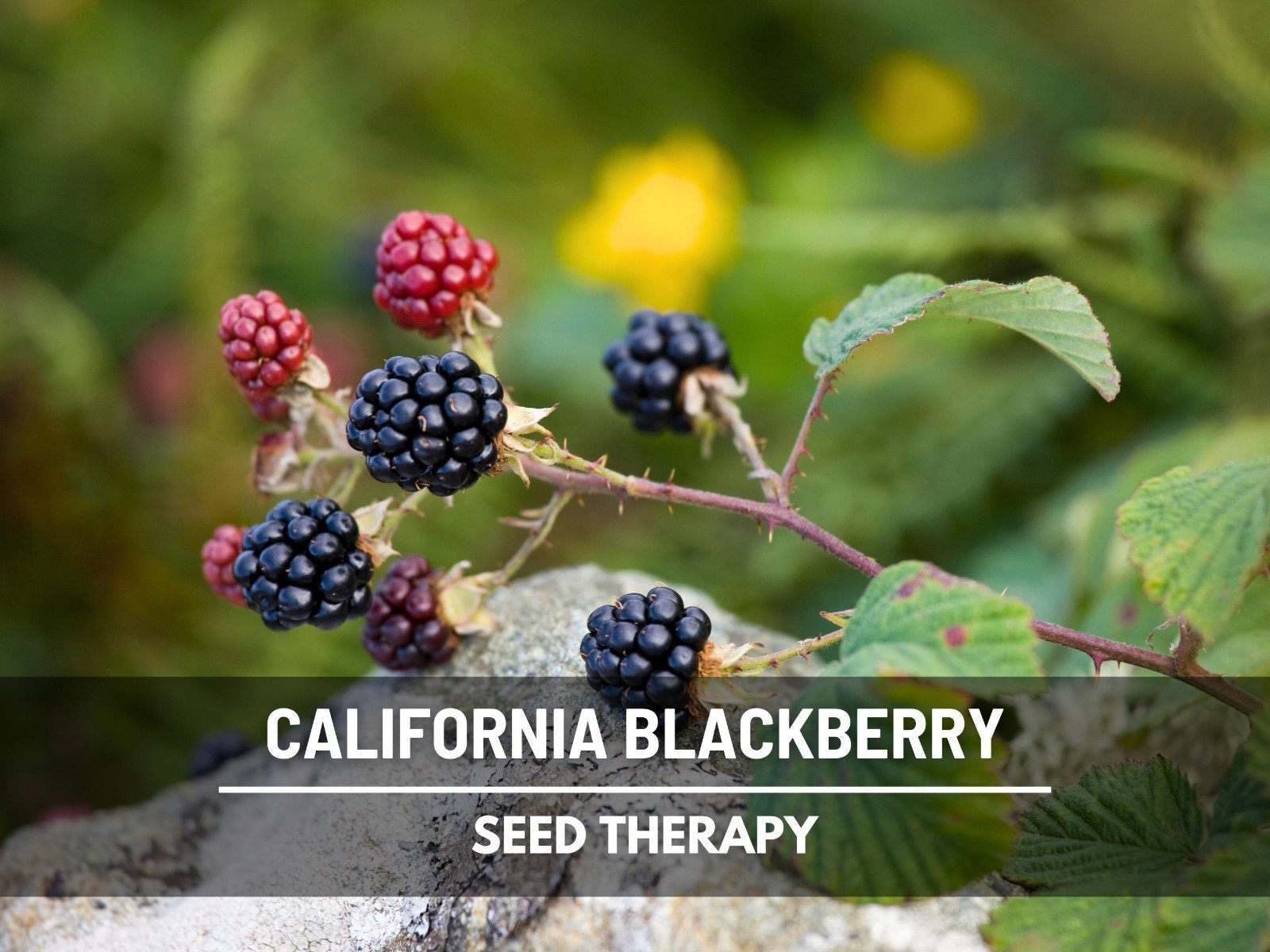 California Blackberry Seeds – Heirloom Fruit, Trailing Vine, Pacific Blackberry
