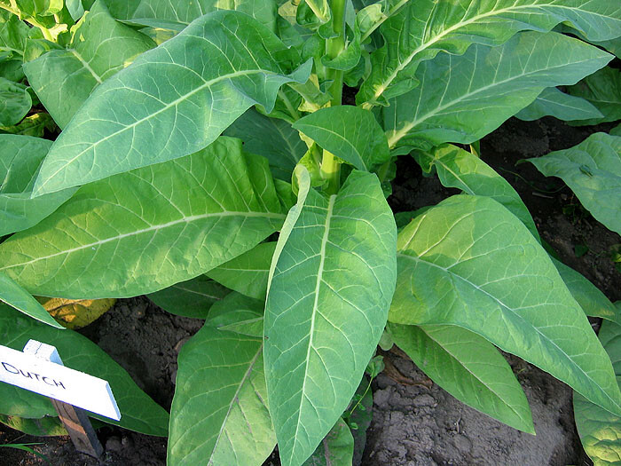 1000 Ohio Dutch Tobacco Seeds – Nicotiana tabacum – Cigar or Pipe Tobacco