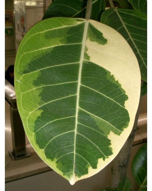 Ficus altissima variegata Asian Council Tree 4.5 inch pot size