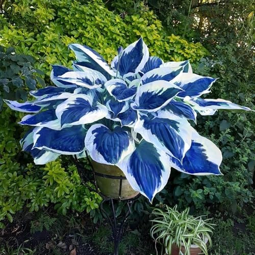 Hosta Seeds Blue and Black (300+ Seeds),Hosta Seeds Blue Perennial for Planting
